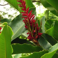 Alpinia purpurata (Vieill.) K.Schum.